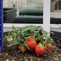 ناسا در ایستگاه‌های فضایی گوجه‌فرنگی پرورش می‌دهد!