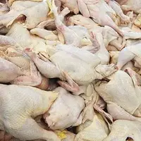 کشف ۱۵ تن مرغ فاسد در بهشهر