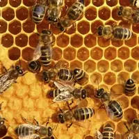 تولید بیش از ۷۸۰۰ تن عسل در کرمانشاه