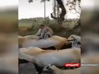سواری گرفتن میمون از گوسفند