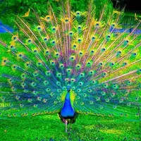 زیبایی بی نظیر طاووس رنگارنگ