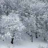 سپیدی برف بر تن جنگل‌های ارسباران