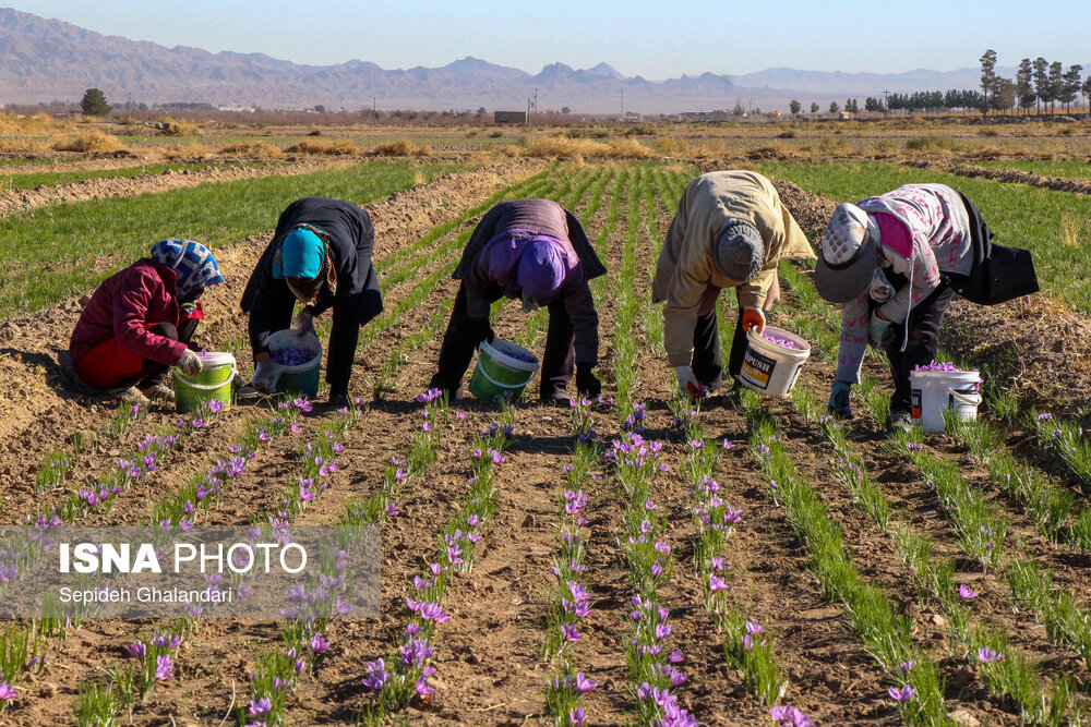 مبادلۀ گران‌ترین گل جهان در سر گذرها و خیابان‌ها