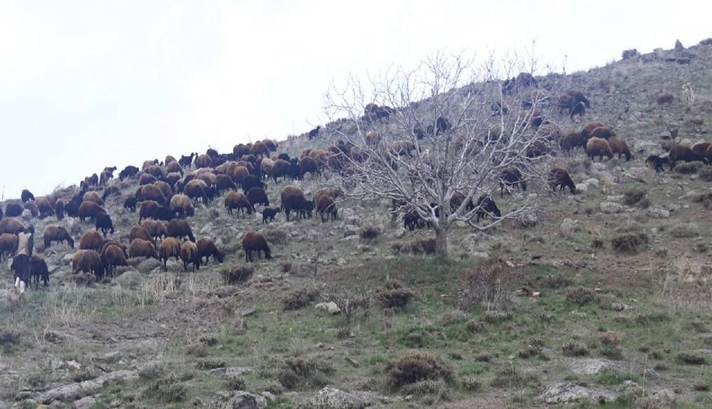 منابع طبیعی مهاباد نسبت به چرای دام‌ها در مراتع هشدار داد