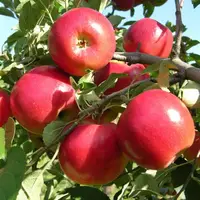 صادرات سیب به پاکستان بعد از 16 سال
