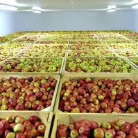 باقی ماندن ۹۷ هزار تُن سیب در سردخانه‌های اشنویه
