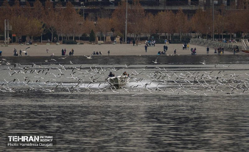 عکس/ مهاجران سیبری در تهران