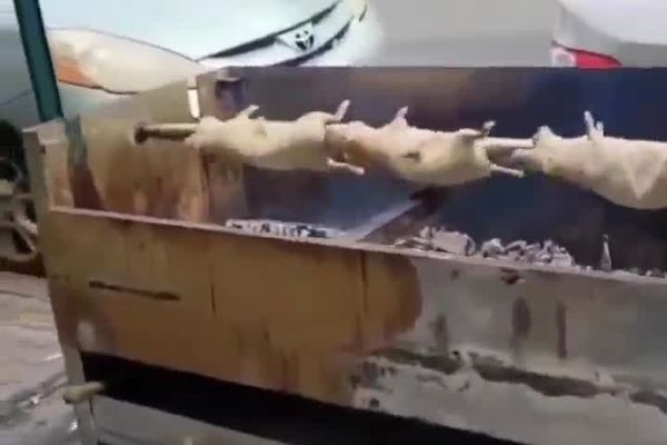 اینجا «موش» کباب میکنند!