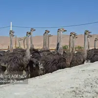 فعالیت پنج مزرعه پرورش شترمرغ در تفتان