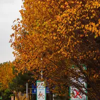 عکس/ سمفونی رنگ‌ها در پاییز هزاررنگ قم