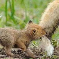بازیگوشی بچه روباه با یک تکه خز