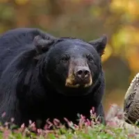 خطر شدید انقراض در کمین خرس سیاه بلوچی