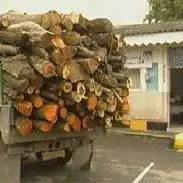 کشف ۱۴ تن چوب قاچاق در کنگاور