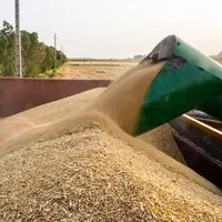 معاون وزیر جهاد کشاورزی: ذخایر گندم کشور ۱.۵ برابر میانگین جهانی است