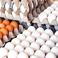 قیمت مصوب هر شانه تخم‌مرغ در زنجان ۹۵ هزار تومان است
