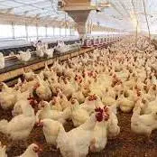 مرغداری‌های استان ایلام سه برابر نیاز داخل استان مرغ تولید می‌کنند