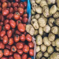 تولید داروی سرطان از گوجه فرنگی و سیب زمینی