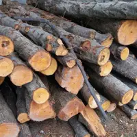 کشف ۲۲ تن چوب جنگلی قاچاق در هامون