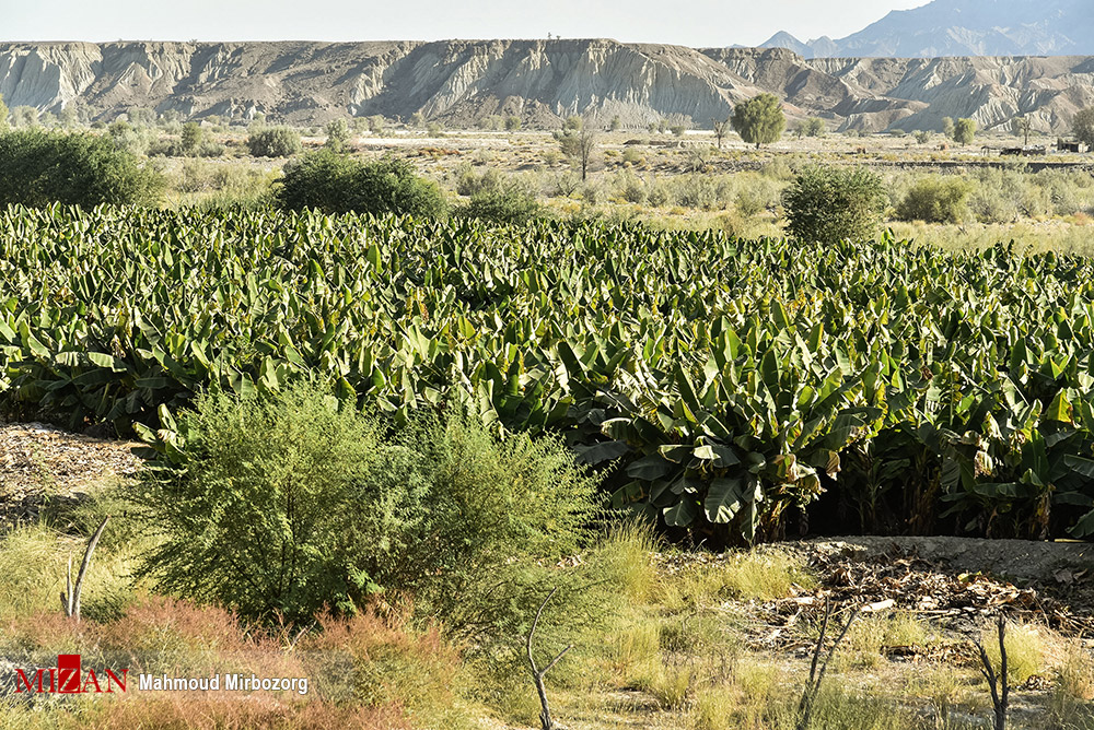 عکس/ باغات موز در سیستان و بلوچستان