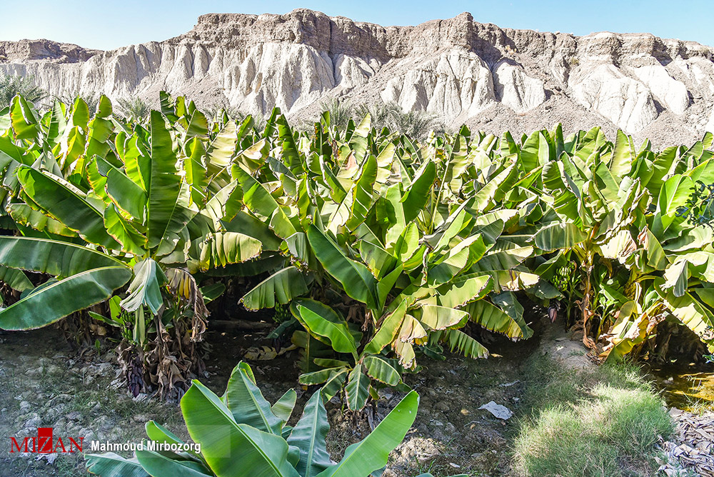 عکس/ باغات موز در سیستان و بلوچستان