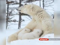 ویدئوی زیبای مراقبت خرس قطبی از توله هایش 