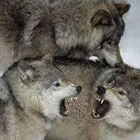 ویدئویی دیدنی از خانواده گرگ ها