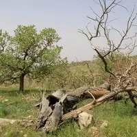 اختصاص ۲۰ میلیارد تومان برای مبارزه با خشکیدگی درختان بلوط در لرستان