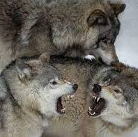 ویدئویی دیدنی از خانواده گرگ ها