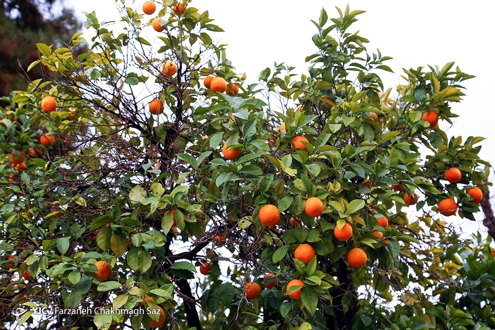  نارنج چینی در باغ ارم شیراز