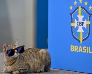 جام‌جهانی/ نفرین گربه دامن برزیل را گرفت!