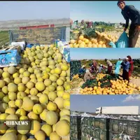برداشت ملون در سطح ۱۰۰ هکتار از اراضی کشاورزی شهرستان زرآباد