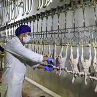 رفع نقایص زنجیره تولید تا مصرف مرغ در کهگیلویه‌وبویراحمد