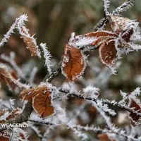 دمای لاله‌زار در کرمان به ۹ درجه زیر صفر رسید