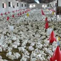 تولید بیش از ۸۶۰ تن گوشت مرغ در سیستان‌وبلوچستان