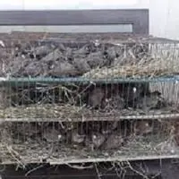 کشف بیش از هزار قطعه پرنده قاچاق از نوع بلبل در محور زاهدان–خاش