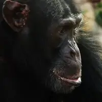 رقابت شامپانزه‌ها برای حکمرانی