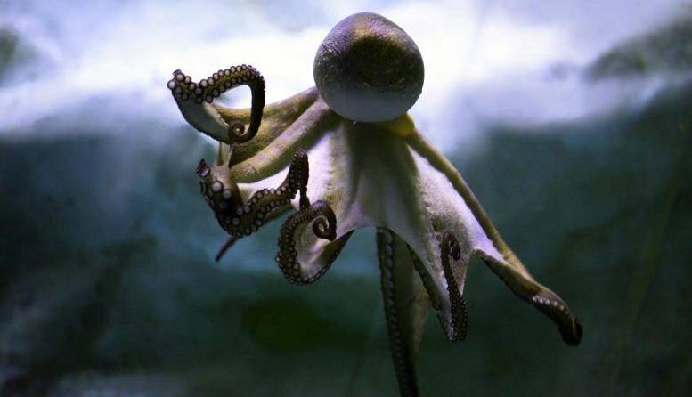 ساخت تجهیزات خودکار زیرآبی با الهام از سیستم عصبی هشت‌پای شگفت‌انگیز