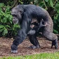 نادرترین شامپانزه جهان متولد شد