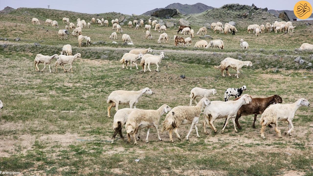 سرسبز شدن شگفت انگیز بیابان‌های مکه