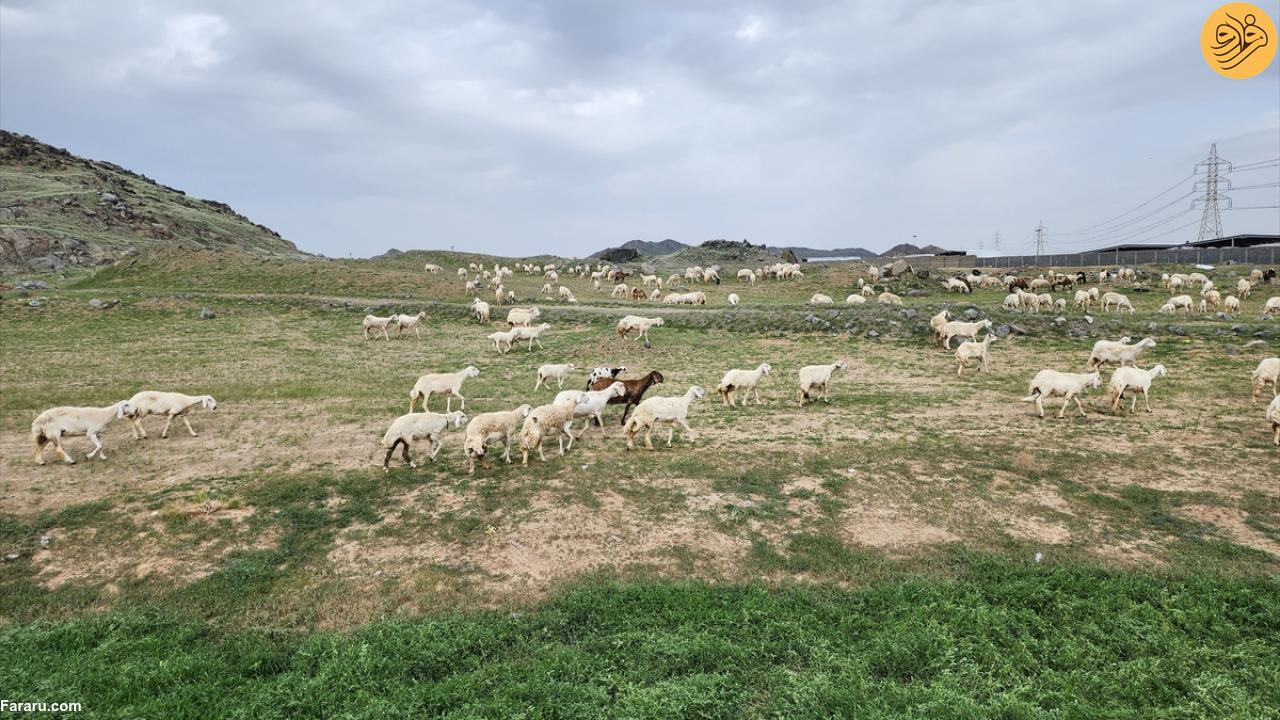 سرسبز شدن شگفت انگیز بیابان‌های مکه