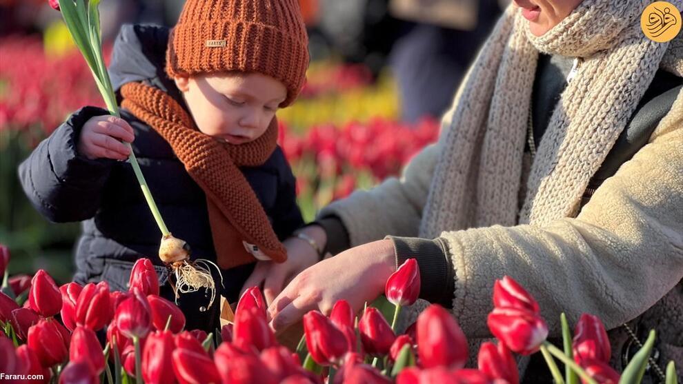 گرامیداشت روز ملی گل لاله در هلند