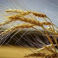 ضدعفونی کردن ۳۷۰۰ تن بذر گندم و جو در مازندران
