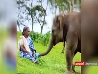 رابطه مادر فرزندی زن هندی با یک فیل!