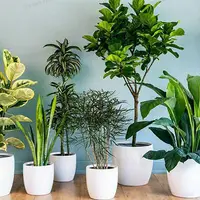 ترفندهای جدید برای گل و گیاه