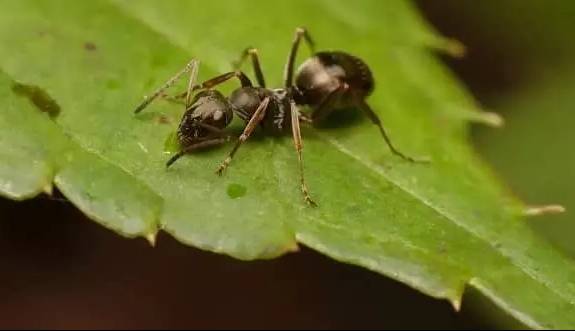 مورچه ها از روی ادرار انسان سرطان را تشخیص می‌دهند