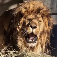 گوناگون/ نجات شیر ۱۵ ساله و آخرین بازمانده یک باغ وحش متروکه 