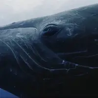 رقابت نهنگ‌های چند تنی برای رسیدن به نهنگ ماده