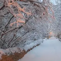 بارش برف و باران در استان یزد