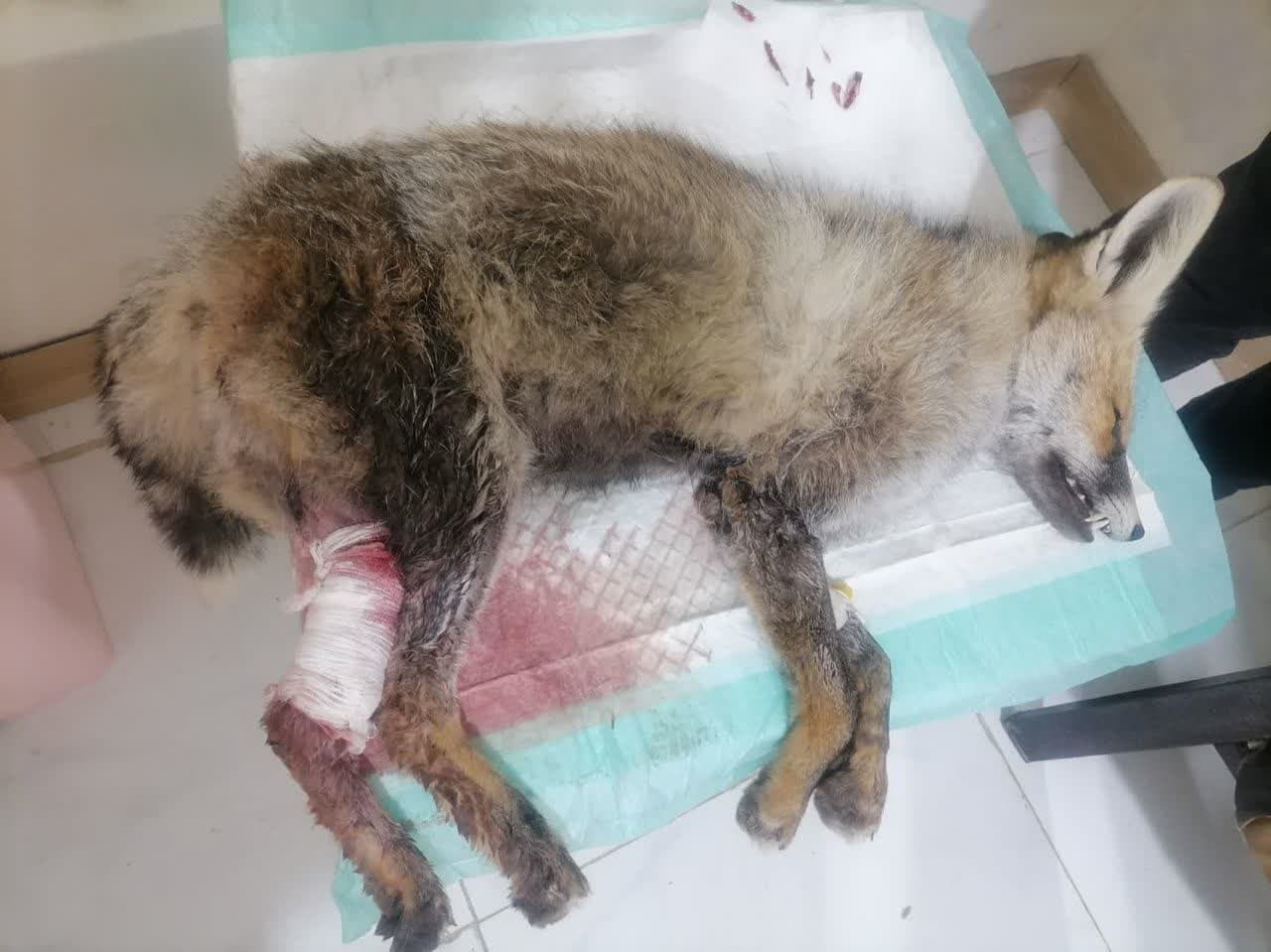 نجات روباه مصدوم با کمک یکی از دوستداران حیات‌وحش در بجنورد