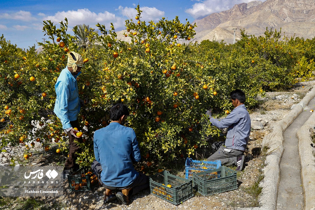 عکس/ برداشت نارنگیِ «سیاهو»